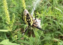 Orb Weaver 3.JPG