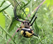Orb Weaver 4.JPG