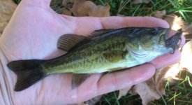 Little LMB.JPG