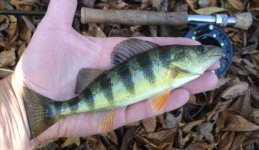 Yellow Perch.JPG