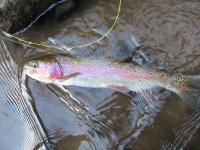 Meadow Run Rainbow 11-8-15.jpg
