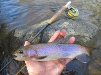 Meadow Run Rainbow 2 11-8-15.jpg
