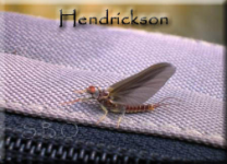 hatch6-252x182.png