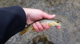 20160108_115803 (3) (800x450) (640x360).jpg