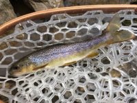 IMG_0945 (1).jpg