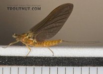 Hendrickson Female Dun.jpg
