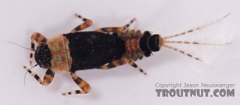 Hendrickson Nymph.jpg