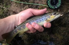 Clarks Creek brown.jpg