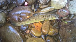 orange spots wild brown.jpg
