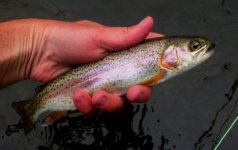 Tully Rainbow .JPG