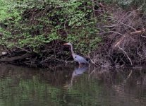 Great Blue Heron .JPG