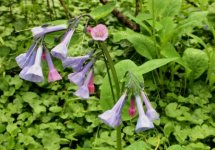 Virginia Bluebells .JPG