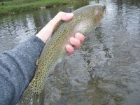 oil creek rainbow.4.30.jpg