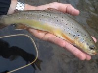 Valley Brown 5.JPG
