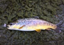 Wild Trout Spring Creek-Friday-5-20-16.jpg