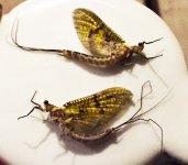 Green Drakes-Sat-5-21-16.jpg