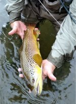 Big beautiful beefy brown.jpg