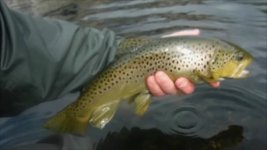 a brown (2) (458x258).jpg
