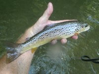 wild brown SBMC.jpg