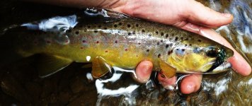 Browntrout.jpg
