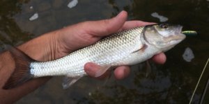 Topwater Fallfish.JPG