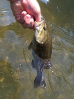 bass1.jpg