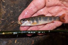 Small Bookie on dry  - Linn Creek.jpg