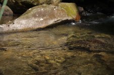 Sweet Pool with Charlie - Linn Creek.jpg