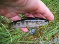 Little Pond Brookie.jpg