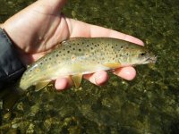 Mettawee Brown.jpg