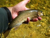 Middlebury Bow 2.jpg