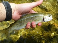 Middlebury Bow.jpg