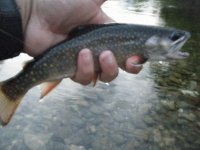 New Haven Brook at Dusk - Bad Pic.jpg