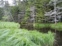 Pond 2.jpg