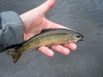 Pond Gemmie.jpg