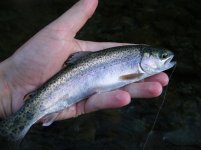 Tweed Headwaters Bow Typical - One of Many.jpg