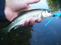 Fall Fish.jpg