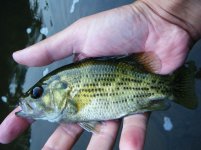 Rock Bass!.jpg