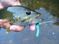 Smallie.jpg