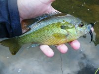 Sunfish.jpg
