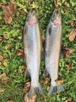 Steelhead_2016_11_11.jpg