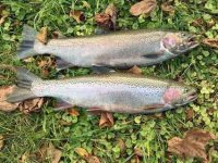 Steelhead_2016_11_11.jpg