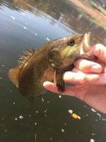 suskybass01.jpg