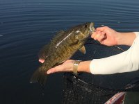 suskybass02.jpg