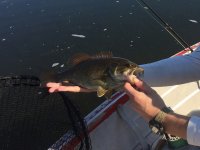 suskybass03.jpg
