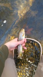 2016-11-28 13.55.56.jpg