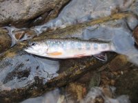 LR Brookie 2-5-17.jpg