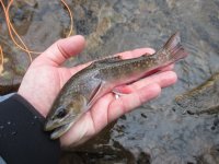 LR Brookie2 2-5-17.jpg