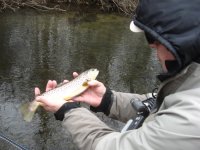 Afish with BT.JPG
