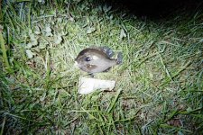bluegill2.jpg